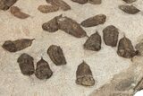 Trilobite (Sokhretia?) Mortality Plate - Erfoud, Morocco #189919-9